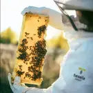 TESELA Premium Orange Bee Pure Honey 320g