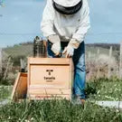 TESELA Premium Lavender Pure Bee Honey 320g