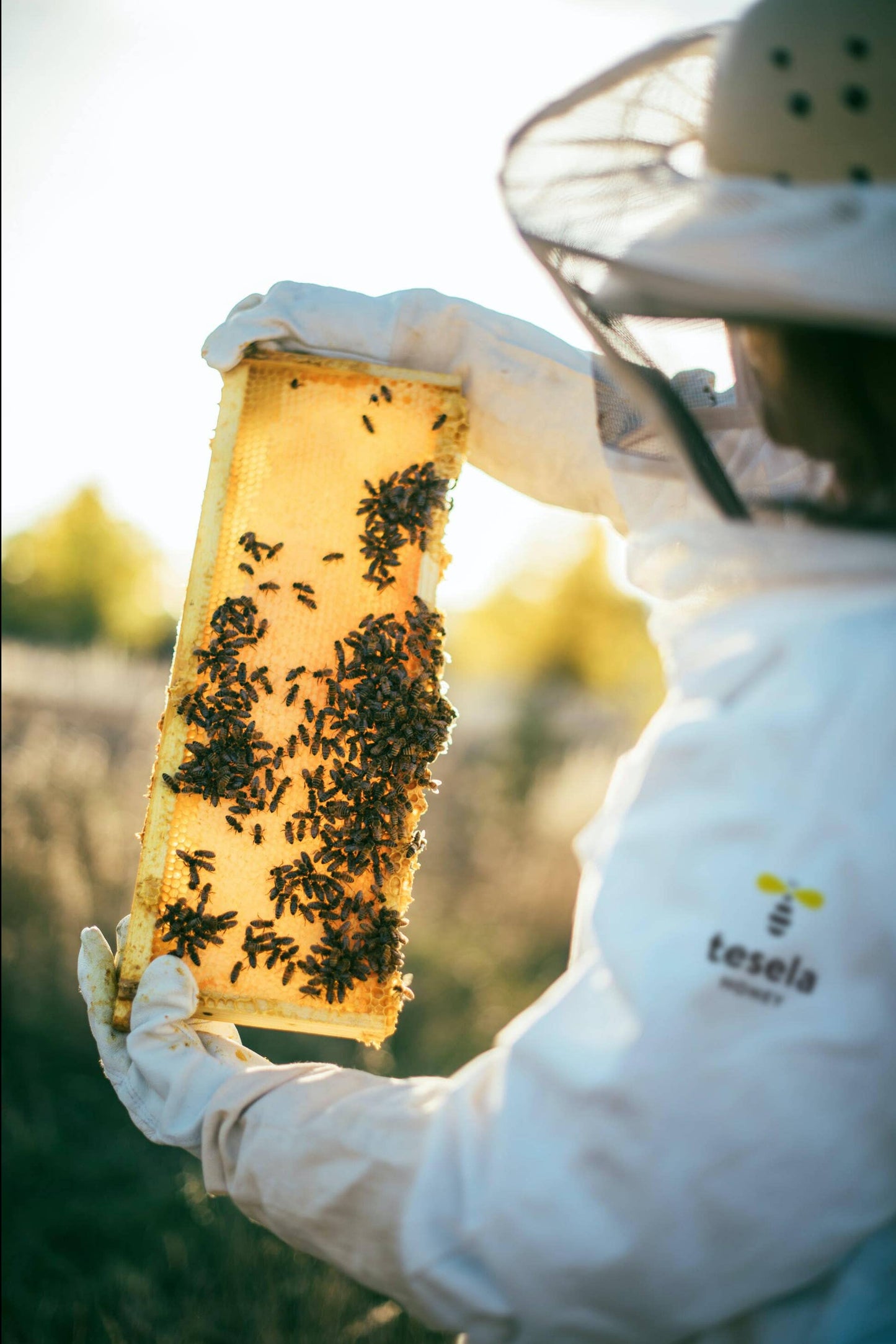 TESELA Premium Pure Forest Bee Honey 320g